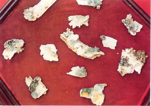 �ŤƦѩM�|�l������M�� - �Ӥ����EIn Memory of the Venerable Master Hsuan Huan - Photographs