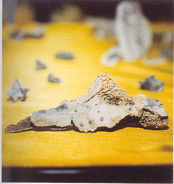 �ŤƦѩM�|�l������M�� - �Ӥ����EIn Memory of the Venerable Master Hsuan Huan - Photographs