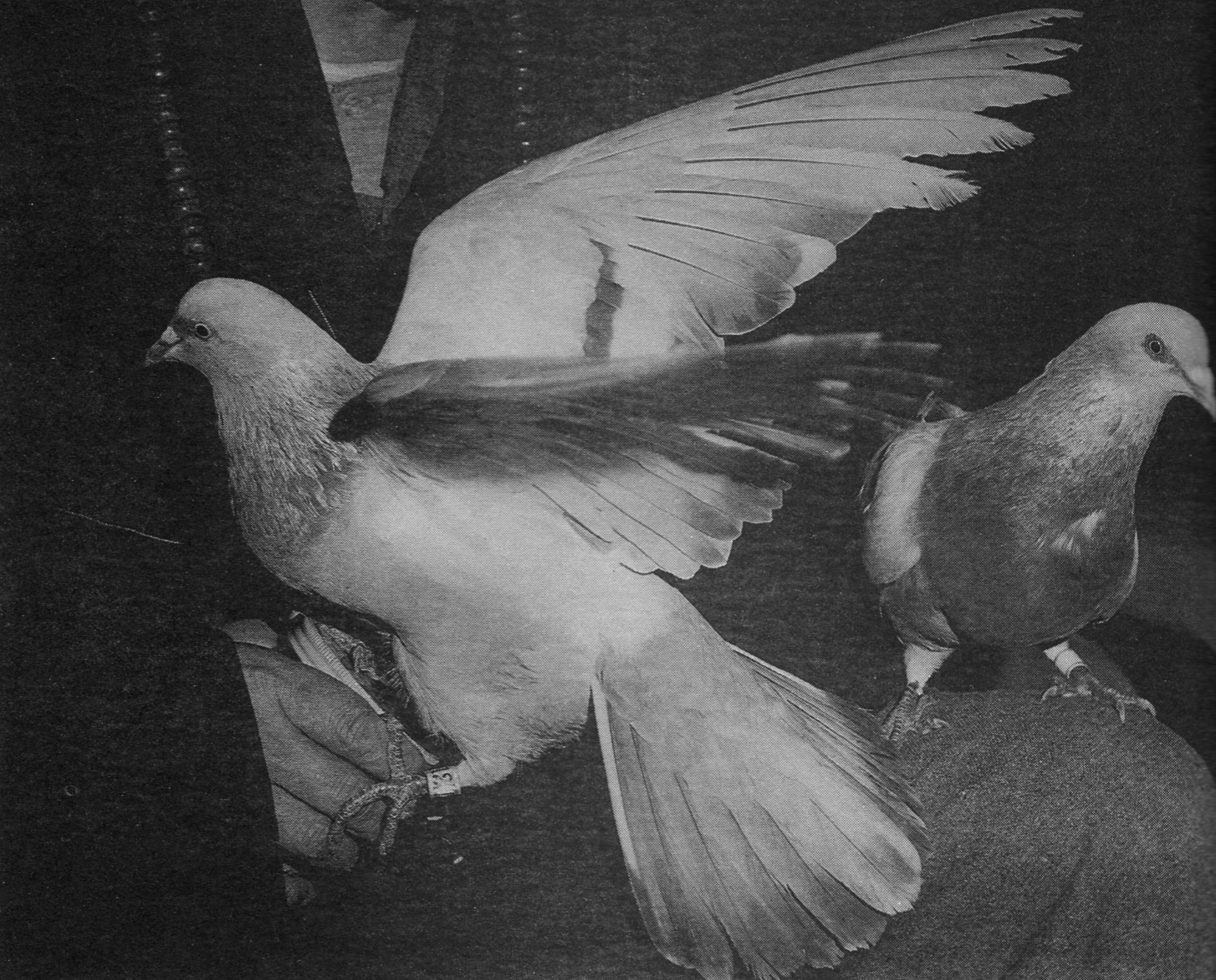 �����Ϻ���׷˼����ר��2 - �����û� ͷ���м���In Memory of the Venerable Master Hsuan Huan - Transformation of a Bodhisattva,