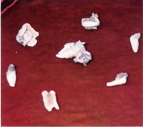 宣化老和尚追思纪念专集 - 照片选辑．In Memory of the Venerable Master Hsuan Huan - Photographs